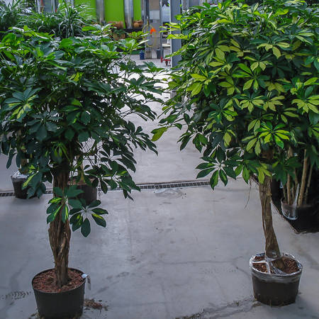 pflanzen_00006.jpg-thumbnail