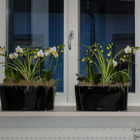 pflanzen_und_gefasse_00023.jpg-thumbnail